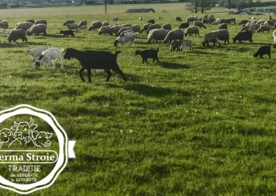 Ferma Stroie -produse proaspete în fiecare zi!